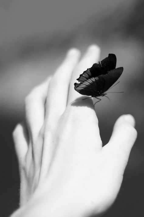 – pillangó –