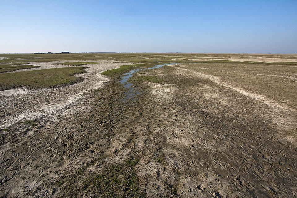 Hortobágyi őszelő