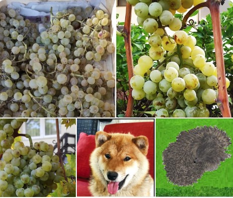 Az utolsó szőlőfürt